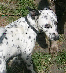 Breed: Dalmatian x Jack Russell