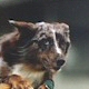Australian Shepherd Dog. In a nutshell: Once you have owed one Aussie, you'll want another.