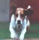 Beagle. In a nutshell: Active, sociable and intelligent but independent when out and about.