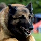 Belgian Shepherd. In a nutshell: This is the start of the fun!