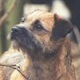Border Terrier. In a nutshell: A small dog with a large dog's attitude.