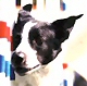 Canaan Dog. In a nutshell: An agility oddball, handle at your own risk.
