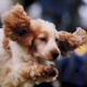 Cocker Spaniel. In a nutshell: All ears 'n' enthusiasm!