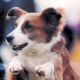 Cross Breed. In a nutshell: A one of a kind!