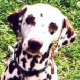 Dalmatian
