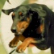 Dobermann