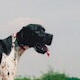 English Pointer