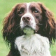 English Springer Spaniel