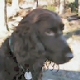 Field Spaniel