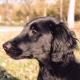 Flatcoated Retriever
