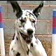 Great Dane