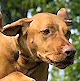 Hungarian Vizsla