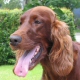 Irish Setter