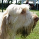 Italian Spinone