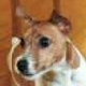 Jack Russell Terrier
