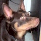 Kelpie