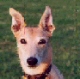 Lurcher