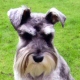 Miniature Schnauzer