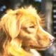 Nova Scotia Duck Tolling Retriever