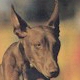 Pharaoh Hound