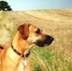 Rhodesian Ridgeback