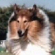 Rough Collie