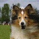 Shetland Sheepdog