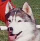 Siberian Husky