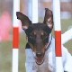 Smooth Coat Fox Terrier