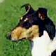 Smooth Collie