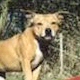 Staffordshire Bull Terrier