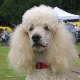 Standard Poodle