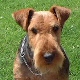 Welsh Terrier. In a nutshell: A lively and loving companion who when focused can compete against the best.