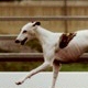 Whippet. In a nutshell: A high-drive couch potato. A nice sized dog, competitive with the BC�s and Aussies in speed and athleticism.&nbsp;