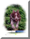 actionshots_hilaryskinnersredcollieflyatdaventry2000.jpg (30666 bytes)