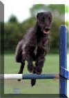 actionshots_loganjumpingatpackington2000.jpg (44709 bytes)