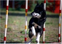 A native Finnish breed Lapponian Herder