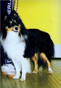 Sheltie
