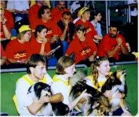 Mini team of Shelties