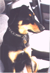 wet wet wet introduction to agility