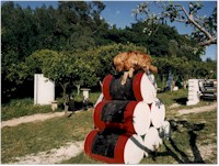 Bernardo, one of the first agility dogs in Portugal