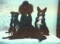 Sherry Wargo's dogs