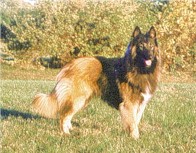 Quasar