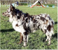 Lyveden Treylin Zogun