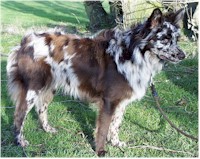 Lyveden Treylin Zogun