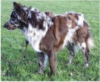 Lyveden Treylin Zogun
