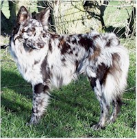 Lyveden Treylin Zogun