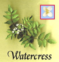 WATERCRESSSM.JPG (16892 bytes)