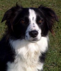Alan Bray's Skylar
