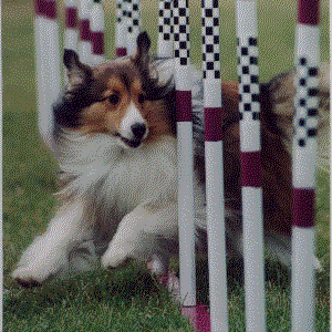 Putt